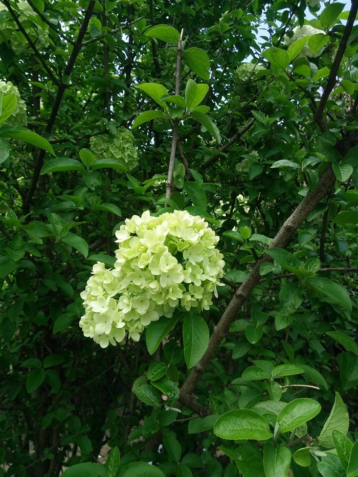 绣球花高清图片