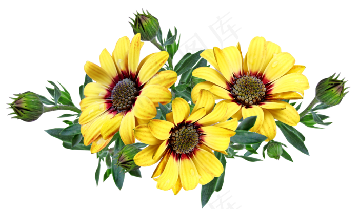 花朵, 黄色的花, 雏菊