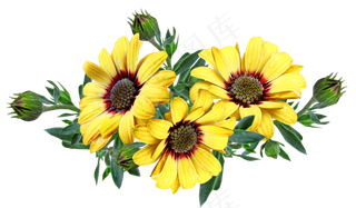 花朵, 黄色的花, 雏菊