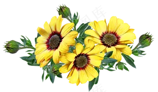 花朵, 黄色的花, 雏菊