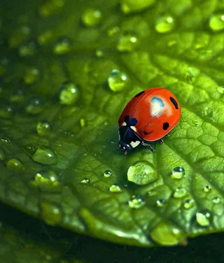 春天夏天七星瓢虫动物昆虫在绿叶上，谷雨立夏夏至小暑摄影图