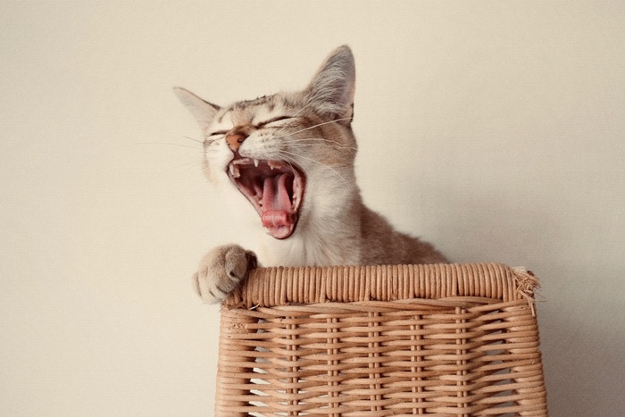 可爱猫咪猫猫摄影素材