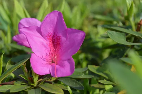 杜鹃花图片 杜鹃花图片