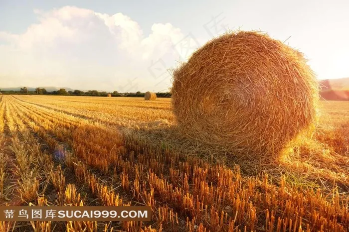 丰收麦田自然景观