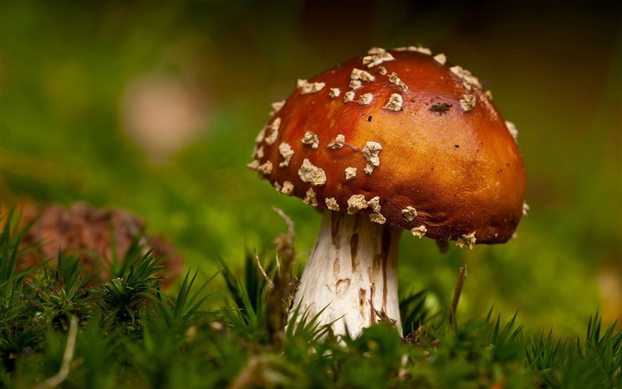 清晨草地上的蘑菇蔬菜图片