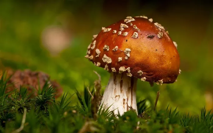 清晨草地上的蘑菇蔬菜图片