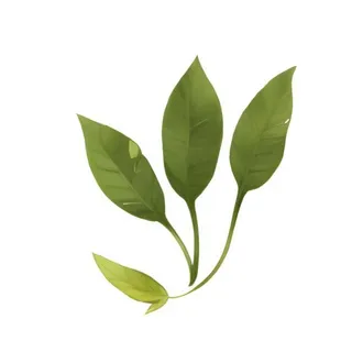 叶子绿叶树叶免抠 叶子绿叶树叶免抠