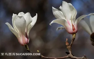 娇美的玉兰花摄影素材