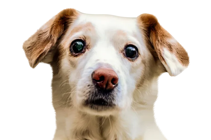 一只小黄狗
