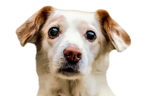 一只小黄狗 一只小黄狗