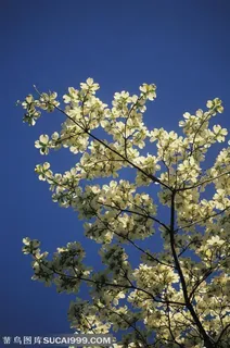 树木树叶-一枝梨花特写