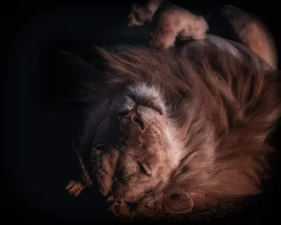 勇猛的狮子摄影素材图片