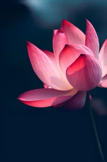 粉色唯美莲花大气背景