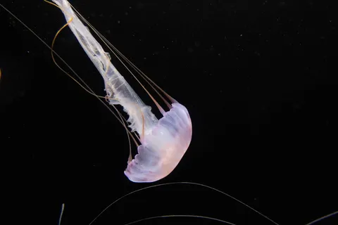 白色霞水母图片