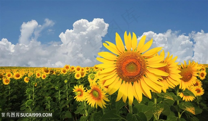 高清蓝天白云向日葵花海鲜花图片
