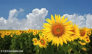 高清蓝天白云向日葵花海鲜花图片