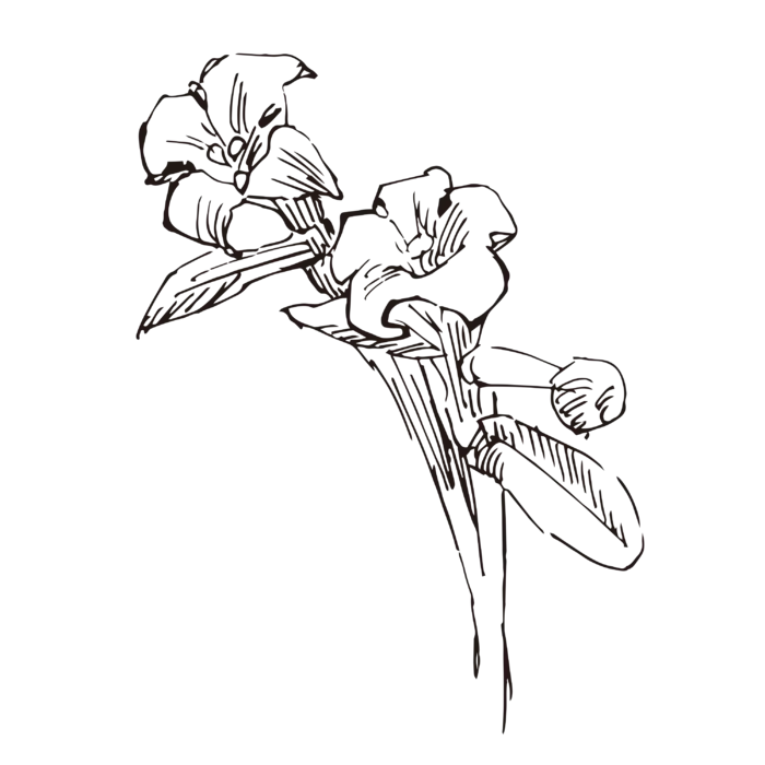 线条草本花卉手绘植物-茜草