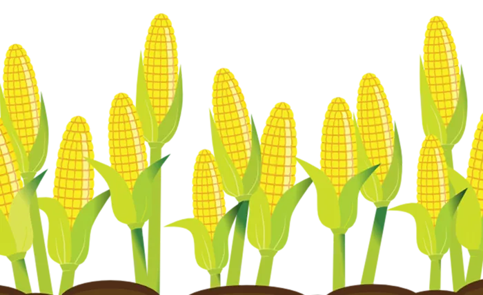 玉米玉米苗现代农业