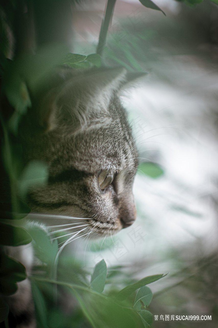 林中可爱小猫咪图片