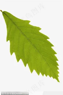 叶片标本(边刺) 叶片标本(边刺)