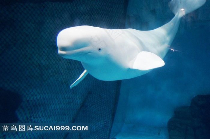 可爱的海洋生物白鲸素材
