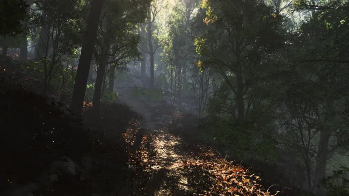 树林的风景