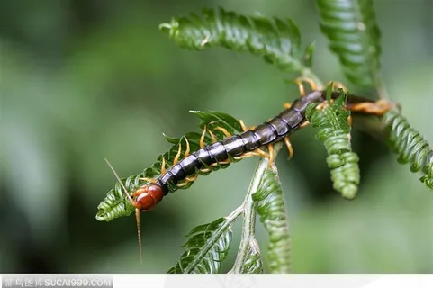 昆虫生态-绿叶上的蜈蚣