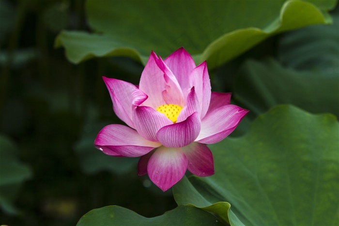 唯美粉色荷花鲜花图片