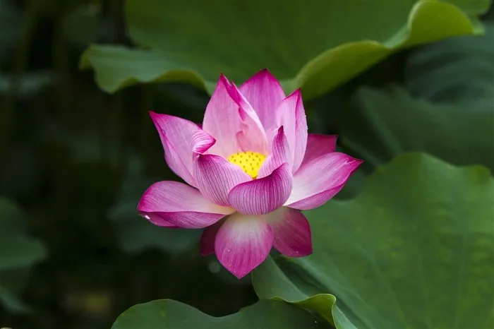 唯美粉色荷花鲜花图片