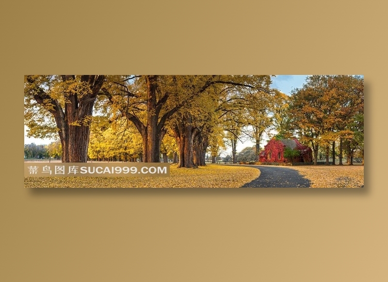 秋季黄叶风景素材