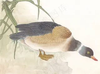 国画吉祥鸟中国画jpg素材