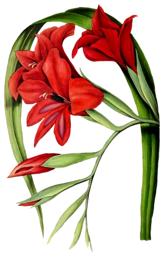 复古手绘植物花卉玫瑰花PNG免扣图案高清图片PS设计素材图