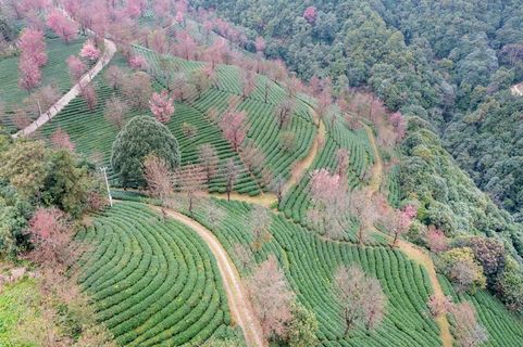 南涧无量山茶园
