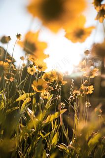黄色野花逆光摄影图片