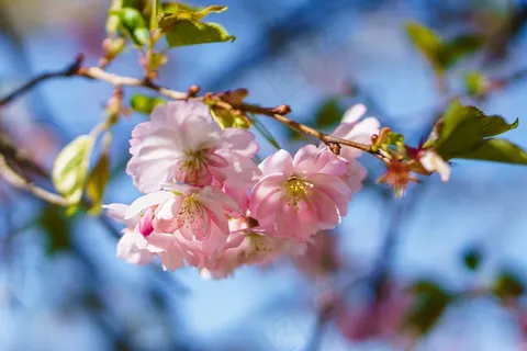 粉色樱花唯美图片 粉色樱花唯美图片