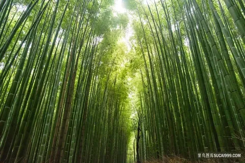 幽静的竹林图片 幽静的竹林图片