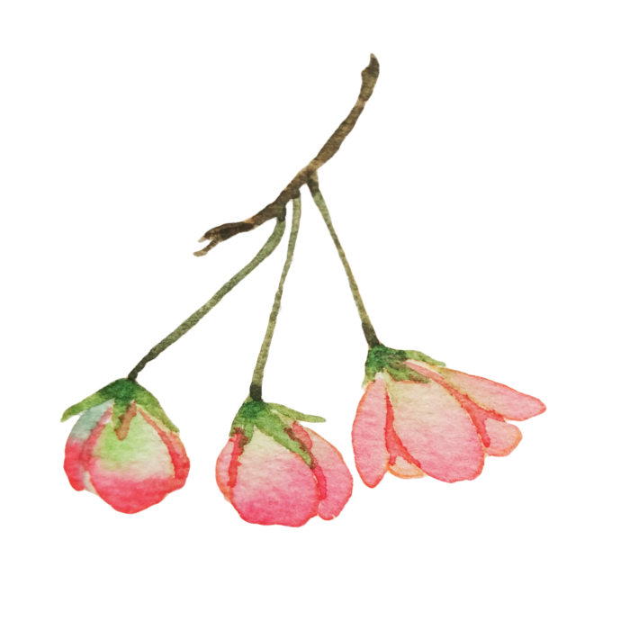 春天浪漫粉红色樱花手绘樱花梅花桃花花朵图片PNG免扣素材