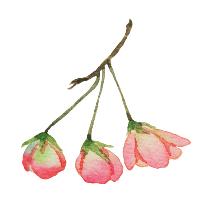 春天浪漫粉红色樱花手绘樱花梅花桃花花朵图片PNG免扣素材