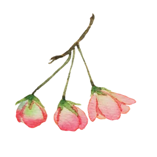 春天浪漫粉红色樱花手绘樱花梅花桃花花朵图片PNG免扣素材