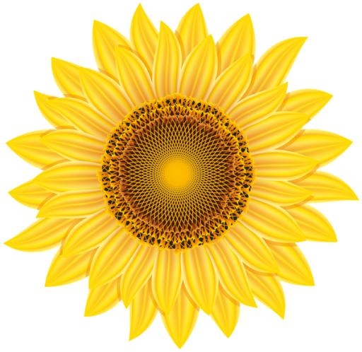 向日葵免抠(600x584)