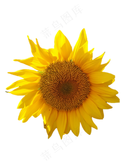 PNG黄色免扣向日葵