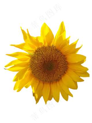 PNG黄色免扣向日葵
