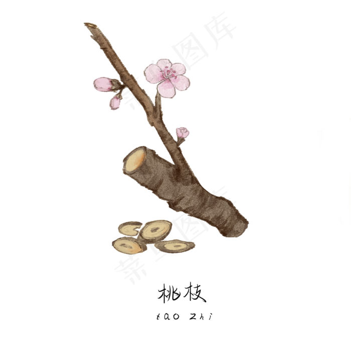 手绘草本中药药材桃枝