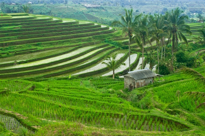 漂亮的梯田风景