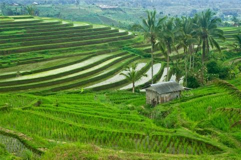 漂亮的梯田风景