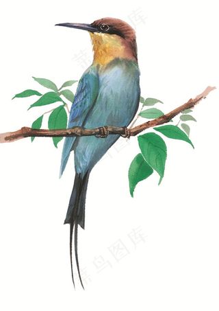 漂亮的小鸟彩绘素材