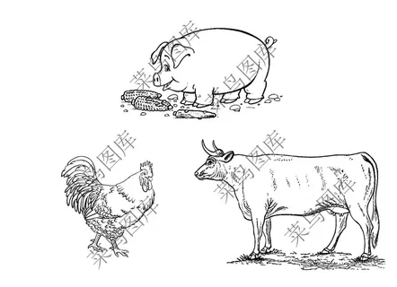 家禽家畜素描图 家禽家畜素描图