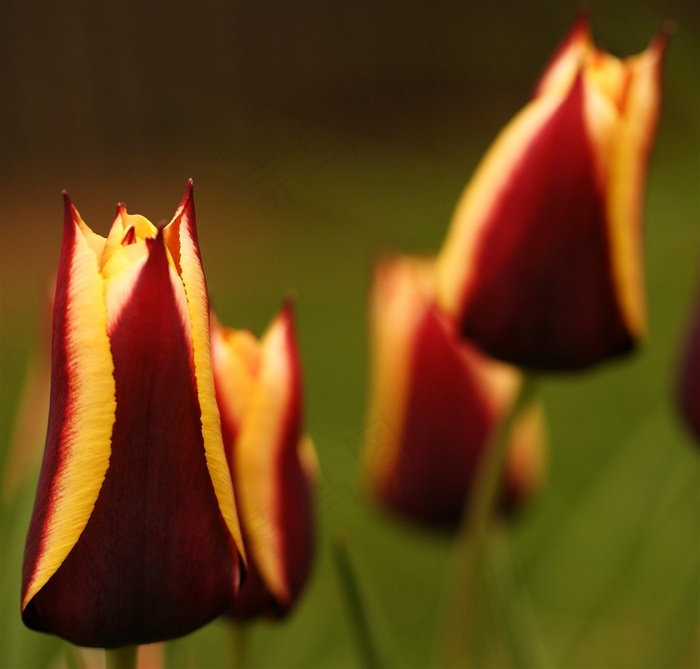 唯美黄色鲜花图片