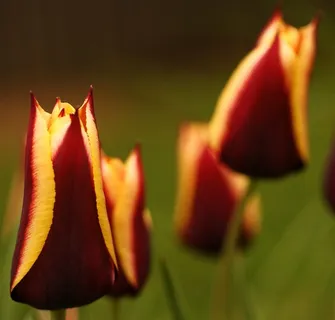 唯美黄色鲜花图片 唯美黄色鲜花图片