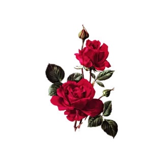 鲜花玫瑰免扣素材